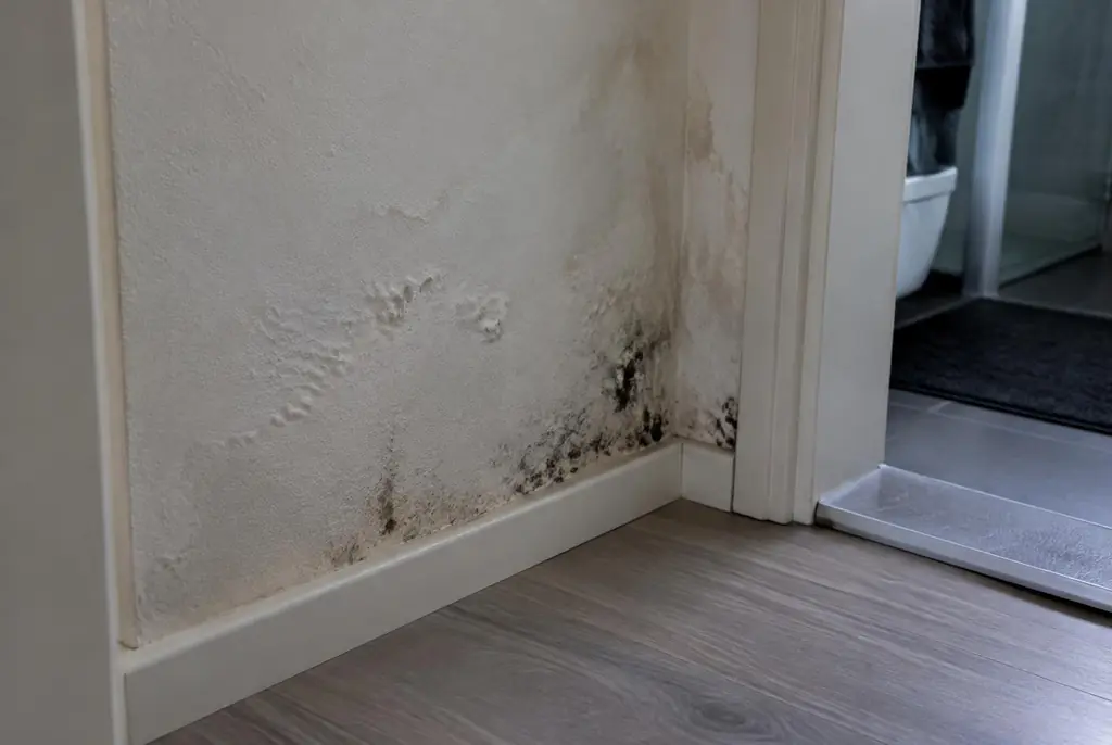 Lekdetectie Houten – vochtplek met schimmel op een muur